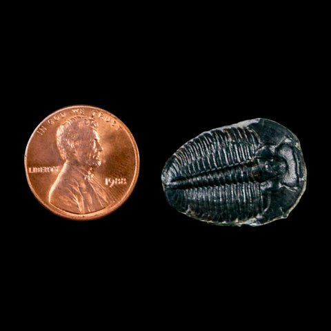 0.9" Elrathia Kingi Trilobite Fossil Utah Cambrian Age 521 Million Years Old COA