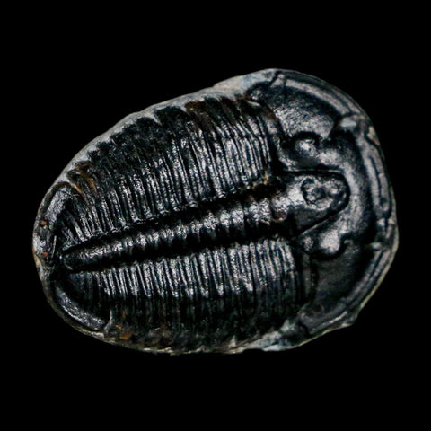 0.9" Elrathia Kingi Trilobite Fossil Utah Cambrian Age 521 Million Years Old COA