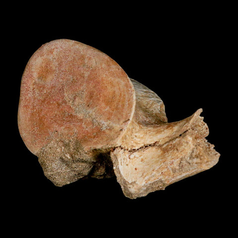 4.3" Plesiosaur Fossil Vertebrae Cretaceous Dinosaur Era Morocco Zarafasaura COA - Fossil Age Minerals