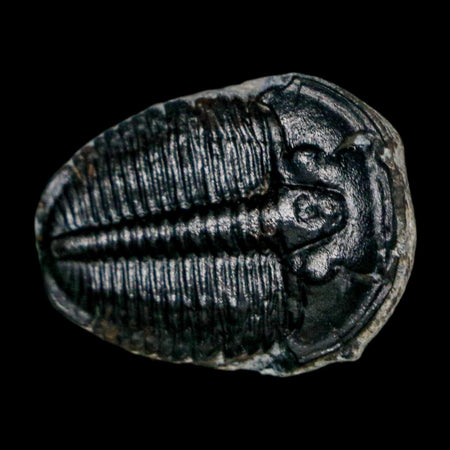 0.9" Elrathia Kingi Trilobite Fossil Utah Cambrian Age 521 Million Years Old COA