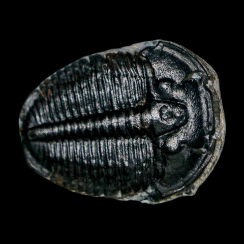 0.9" Elrathia Kingi Trilobite Fossil Utah Cambrian Age 521 Million Years Old COA