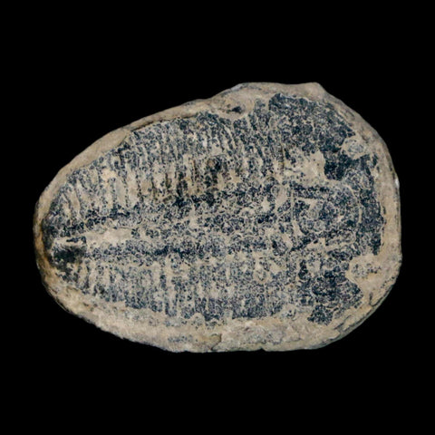 0.9" Elrathia Kingi Trilobite Fossil Utah Cambrian Age 521 Million Years Old COA