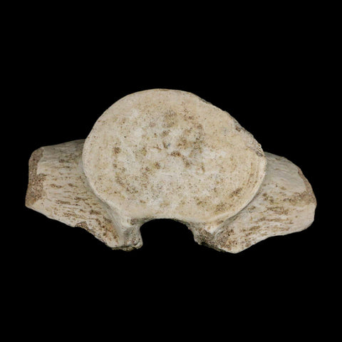 3.9" Plesiosaur Fossil Vertebrae Cretaceous Dinosaur Era Morocco Zarafasaura COA - Fossil Age Minerals