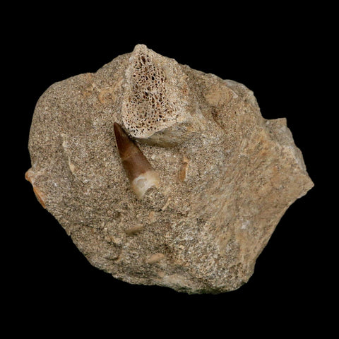 1" Plesiosaur Zarafasaura Tooth Fossil In Matrix Cretaceous Dinosaur Era COA - Fossil Age Minerals