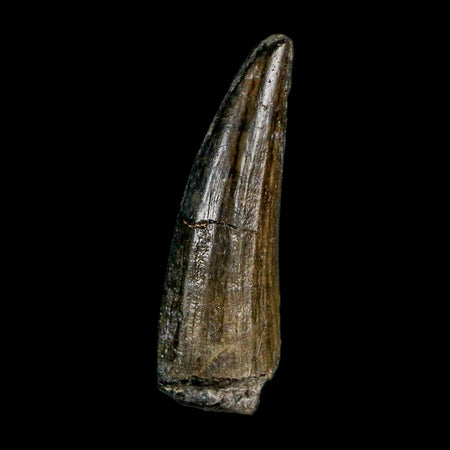 1.1" Suchomimus Fossil Tooth Cretaceous Spinosaurid Dinosaur Elraz FM Niger COA