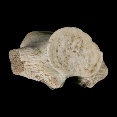 3.9" Plesiosaur Fossil Vertebrae Cretaceous Dinosaur Era Morocco Zarafasaura COA