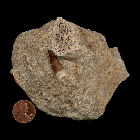 1" Plesiosaur Zarafasaura Tooth Fossil In Matrix Cretaceous Dinosaur Era COA - Fossil Age Minerals