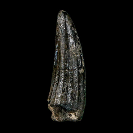 1.1" Suchomimus Fossil Tooth Cretaceous Spinosaurid Dinosaur Elraz FM Niger COA
