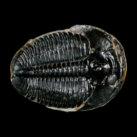 1" Elrathia Kingi Trilobite Fossil Utah Cambrian Age 521 Million Years Old COA
