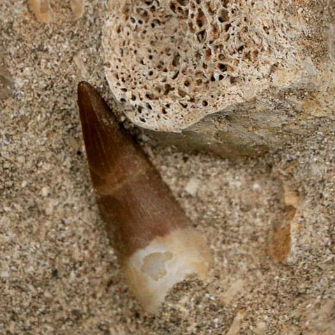 1" Plesiosaur Zarafasaura Tooth Fossil In Matrix Cretaceous Dinosaur Era COA - Fossil Age Minerals