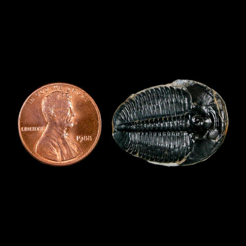 1" Elrathia Kingi Trilobite Fossil Utah Cambrian Age 521 Million Years Old COA