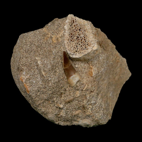 1" Plesiosaur Zarafasaura Tooth Fossil In Matrix Cretaceous Dinosaur Era COA - Fossil Age Minerals