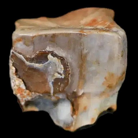 0.5" Edmontosaurus Dinosaur Fossil Tooth Lance Creek FM Wyoming COA Display - Fossil Age Minerals