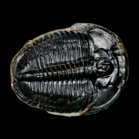 1" Elrathia Kingi Trilobite Fossil Utah Cambrian Age 521 Million Years Old COA