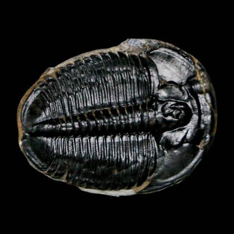 1" Elrathia Kingi Trilobite Fossil Utah Cambrian Age 521 Million Years Old COA