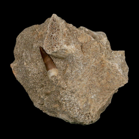 1" Plesiosaur Zarafasaura Tooth Fossil In Matrix Cretaceous Dinosaur Era COA - Fossil Age Minerals