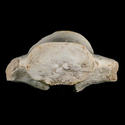 3.9" Plesiosaur Fossil Vertebrae Cretaceous Dinosaur Era Morocco Zarafasaura COA - Fossil Age Minerals