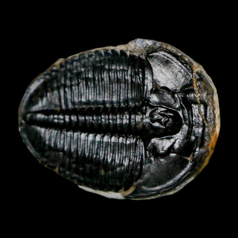 1" Elrathia Kingi Trilobite Fossil Utah Cambrian Age 521 Million Years Old COA