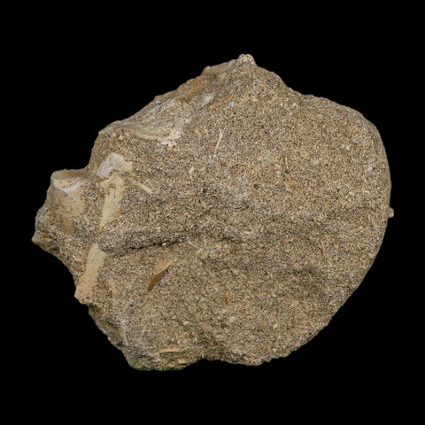 1" Plesiosaur Zarafasaura Tooth Fossil In Matrix Cretaceous Dinosaur Era COA - Fossil Age Minerals