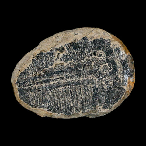 1" Elrathia Kingi Trilobite Fossil Utah Cambrian Age 521 Million Years Old COA