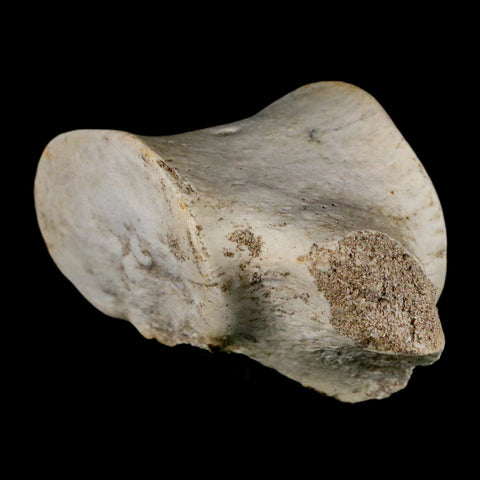 3.9" Plesiosaur Fossil Vertebrae Cretaceous Dinosaur Era Morocco Zarafasaura COA - Fossil Age Minerals