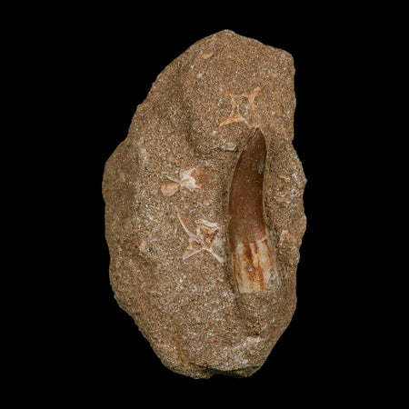 1.8" Plesiosaur Zarafasaura Tooth Fossil In Matrix Cretaceous Dinosaur Era COA