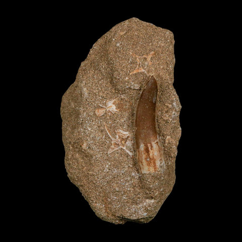 1.8" Plesiosaur Zarafasaura Tooth Fossil In Matrix Cretaceous Dinosaur Era COA - Fossil Age Minerals