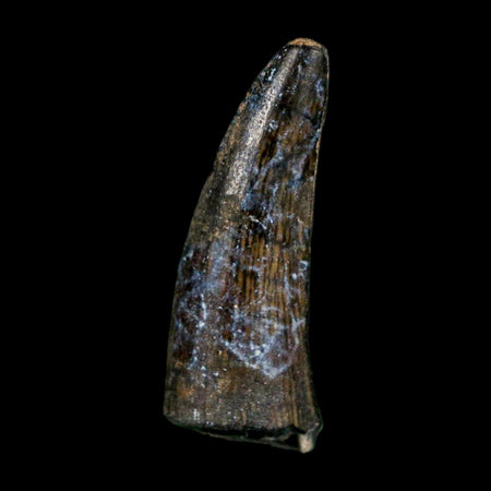 1.2" Suchomimus Fossil Tooth Cretaceous Spinosaurid Dinosaur Elraz FM Niger COA