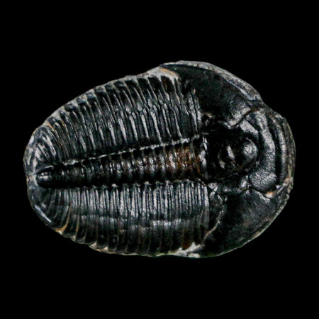 1" Elrathia Kingi Trilobite Fossil Utah Cambrian Age 521 Million Years Old COA