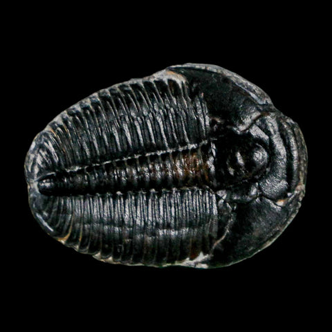 1" Elrathia Kingi Trilobite Fossil Utah Cambrian Age 521 Million Years Old COA