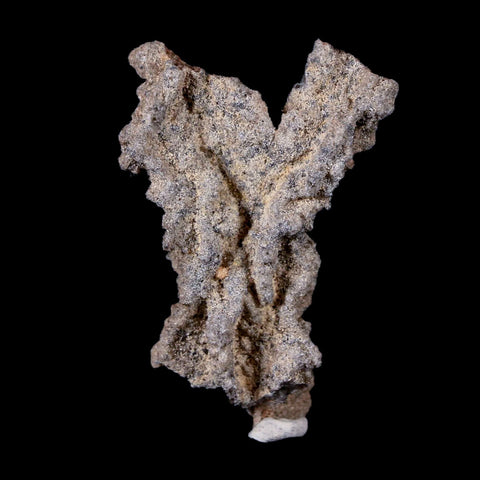 1.9" Fulgurite Petrified Lighting Strike Sahara Desert Morocco - Fossil Age Minerals