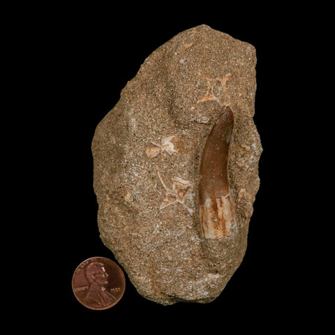 1.8" Plesiosaur Zarafasaura Tooth Fossil In Matrix Cretaceous Dinosaur Era COA - Fossil Age Minerals