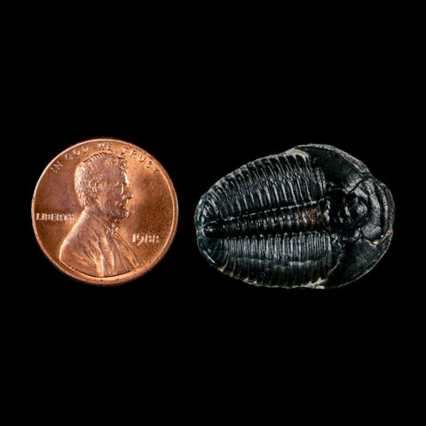 1" Elrathia Kingi Trilobite Fossil Utah Cambrian Age 521 Million Years Old COA