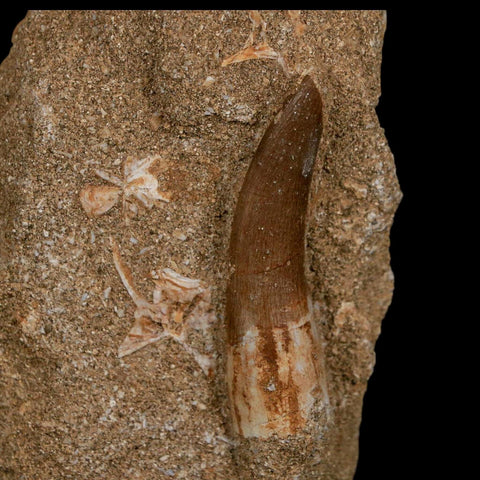 1.8" Plesiosaur Zarafasaura Tooth Fossil In Matrix Cretaceous Dinosaur Era COA - Fossil Age Minerals