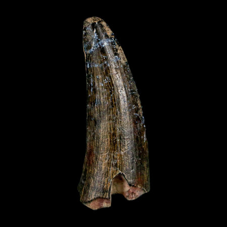 1.2" Suchomimus Fossil Tooth Cretaceous Spinosaurid Dinosaur Elraz FM Niger COA