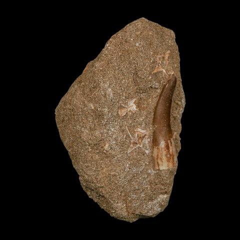 1.8" Plesiosaur Zarafasaura Tooth Fossil In Matrix Cretaceous Dinosaur Era COA - Fossil Age Minerals