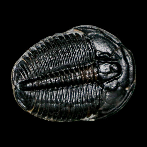 1" Elrathia Kingi Trilobite Fossil Utah Cambrian Age 521 Million Years Old COA