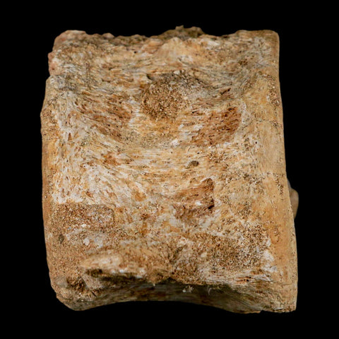 3.7" Plesiosaur Fossil Vertebrae Cretaceous Dinosaur Era Morocco Zarafasaura COA - Fossil Age Minerals