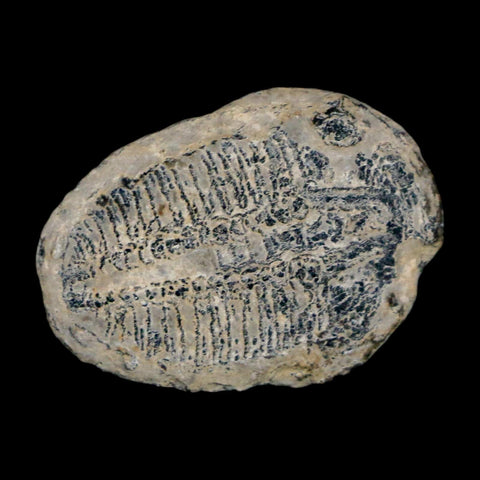 1" Elrathia Kingi Trilobite Fossil Utah Cambrian Age 521 Million Years Old COA