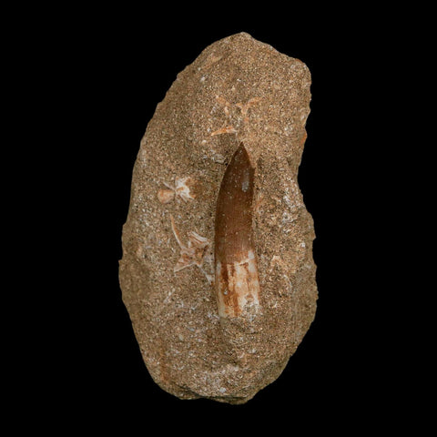 1.8" Plesiosaur Zarafasaura Tooth Fossil In Matrix Cretaceous Dinosaur Era COA - Fossil Age Minerals