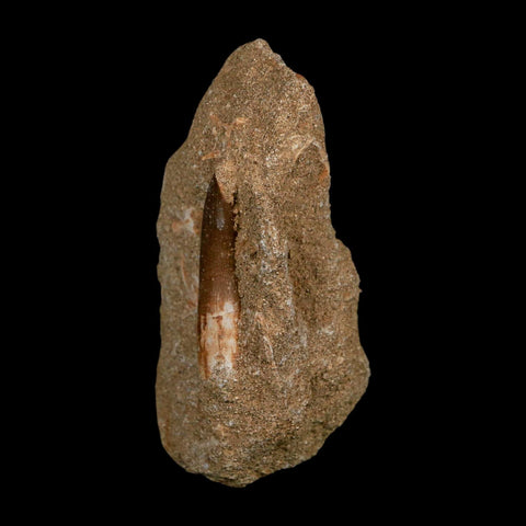 1.8" Plesiosaur Zarafasaura Tooth Fossil In Matrix Cretaceous Dinosaur Era COA - Fossil Age Minerals