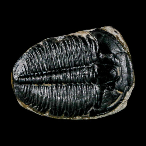 1" Elrathia Kingi Trilobite Fossil Utah Cambrian Age 521 Million Years Old COA