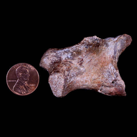 2.2" Crocodile Fossil Limb Bone Hell Creek FM Montana Cretaceous Dinosaur Age - Fossil Age Minerals