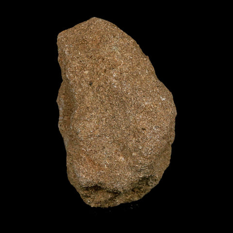 1.8" Plesiosaur Zarafasaura Tooth Fossil In Matrix Cretaceous Dinosaur Era COA - Fossil Age Minerals