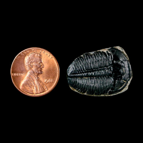 1" Elrathia Kingi Trilobite Fossil Utah Cambrian Age 521 Million Years Old COA