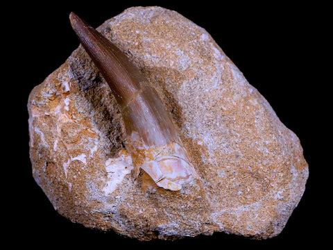 XL 2.3" Plesiosaur Zarafasaura Tooth Fossil In Matrix Cretaceous Dinosaur Era COA - Fossil Age Minerals
