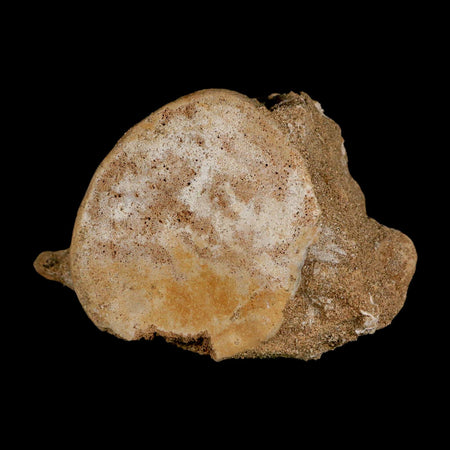 3.7" Plesiosaur Fossil Vertebrae Cretaceous Dinosaur Era Morocco Zarafasaura COA