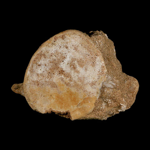 3.7" Plesiosaur Fossil Vertebrae Cretaceous Dinosaur Era Morocco Zarafasaura COA - Fossil Age Minerals