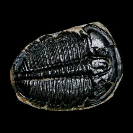 1" Elrathia Kingi Trilobite Fossil Utah Cambrian Age 521 Million Years Old COA