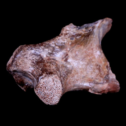 2.2" Crocodile Fossil Limb Bone Hell Creek FM Montana Cretaceous Dinosaur Age - Fossil Age Minerals